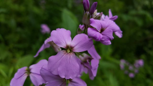 Close-up of delicate purple wildflowers in bloom with a lush green background. Ideal for nature-themed projects, gardening blogs, floral art pieces, or springtime marketing materials emphasizing natural beauty and vivid colors.
