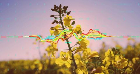 Yellow Rapeseed Field with Digital Waveform Overlay at Sunset