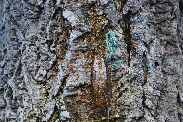 Close-up image of a tree trunk showcasing the rough, detailed wooden texture and natural patterns. Ideal for backgrounds, texture design, nature-themed projects, or abstract art concepts.