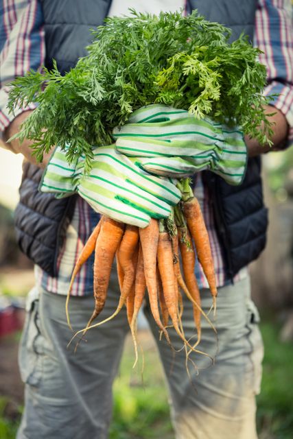 Midsection of a male worker holding a bunch of freshly harvested organic carrots at a farm. The image highlights the freshness and natural quality of the produce, making it ideal for use in agricultural promotions, organic food advertisements, and gardening blogs. It can also be used to emphasize healthy eating and farm-to-table concepts.