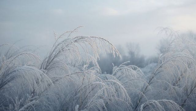 Arching frost-coated grasses glistening in misty dawn over frozen wetland