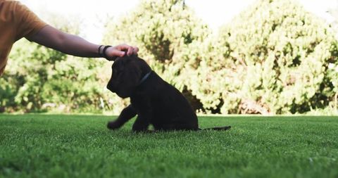Playful Puppy Receiving Affection on Sunny Lawn