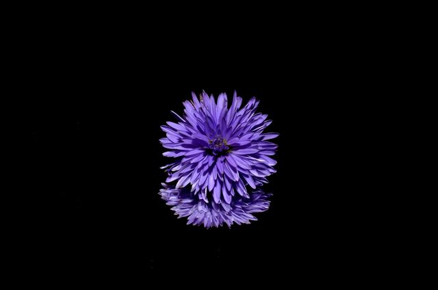 Purple Flower - Download Free Stock Photos Pikwizard.com