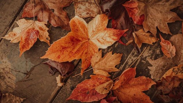 Autumn Maple Leaves on Weathered Wooden Planks Rustic Fall Foliage Texture Background