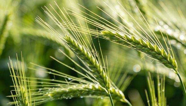 Sunlit green barley heads with dew drops and delicate awns macro closeup