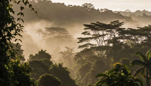 Golden mist rising through tropical canopy with umbrella trees and tall palms