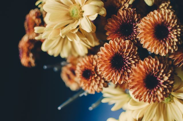 Close-Up of Beautiful Chrysanthemum Flowers in Bloom - Download Free Stock Photos Pikwizard.com