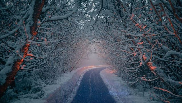 Misty winter forest pathway with snow-covered branches and warm lights