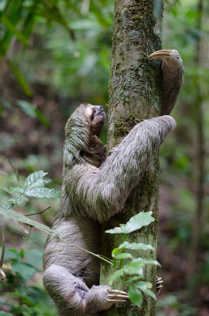 A sloth, known for its slow movements, clings to the trunk of a tree in a lush and vibrant tropical forest. Perfect for use in wildlife documentaries, nature magazines, educational materials about animal behavior, and travel advertisements showcasing tropical and rainforest destinations.