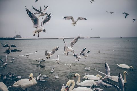 Seagulls and Swans Flocking Over Calm Sea by Pier During Overcast Coastal Morning