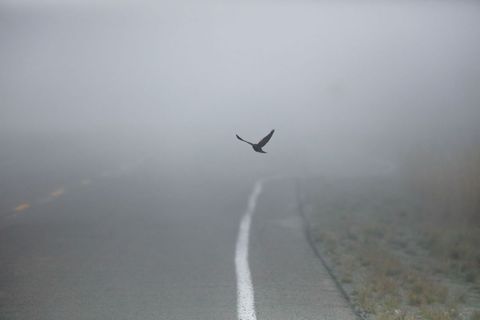 Solitary bird flying over foggy road with white centerline, moody misty dawn