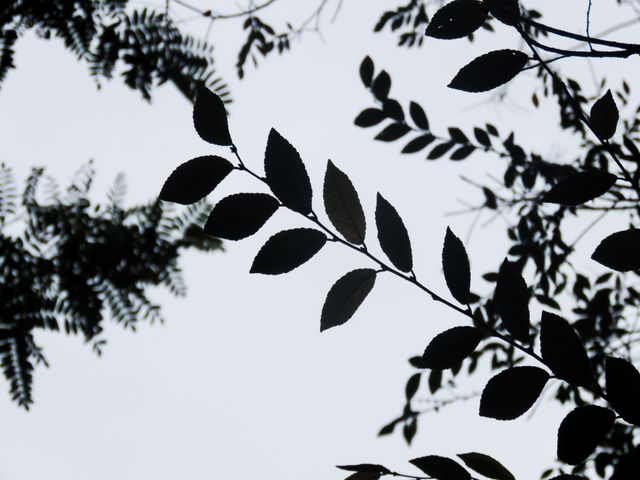 This image showcases the minimalist beauty of silhouetted leaves and branches set against a bright sky. The contrast between the dark foliage and light background creates a striking, abstract visual effect. Ideal for use in nature-themed art projects, minimalist design concepts, wallpapers, backgrounds, or as part of digital and print visual content focused on nature and the simplicity of natural beauty.