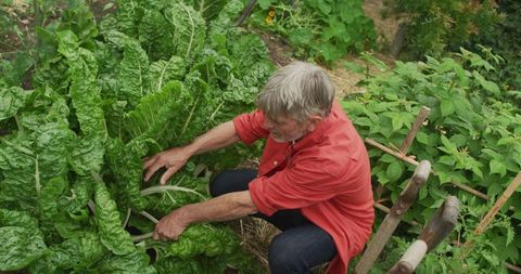 Senior Man Harvesting Green Vegetables in Lush Garden