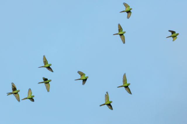 Colorful green parakeets captured mid-flight against a clear blue sky, showcasing the beauty and grace of wildlife. Perfect for use in nature documentaries, educational content on birds, or decorative prints for homes and offices seeking a touch of nature. Ideal for birdwatching enthusiasts and wildlife preservation efforts.