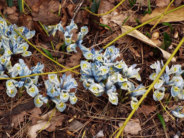Blue and white iris flowers are blooming on a forest floor, surrounded by leaves and twigs. This scene captures the beauty of spring as these delicate wildflowers emerge. Ideal for use in gardening websites, nature blogs, environmental content, and floral catalogues.