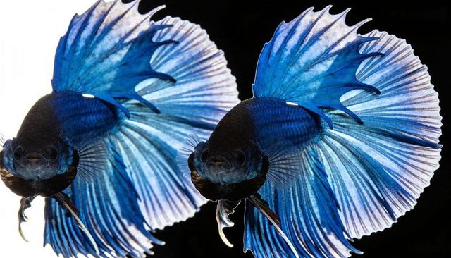 Electric blue betta duo displaying flowing iridescent fins with dramatic high-contrast