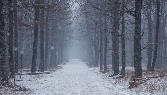 Snowy forest pathway leading into foggy woods with bare trees and footprints