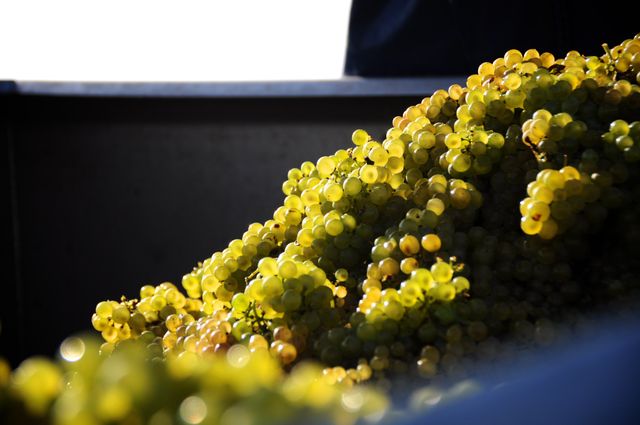 Freshly harvested white grapes glowing in the sunlight, heaped in a container. Ideal for use in content about vineyards, wineries, grape harvesting, agriculture industry, and fresh farm produce promotions.