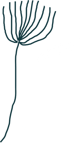 Minimal Botanical Illustration with Transparent Elements - Download Free Stock Videos Pikwizard.com