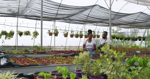Colleagues reviewing seedlings in eco-friendly greenhouse