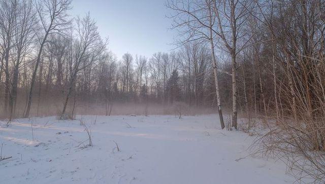 Snowy clearing revealing birch trunks and soft morning mist in winter forest at dawn
