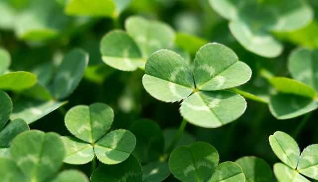 Four-Leaf Clover Glowing Among Three-Leaf Clover Closeup Macro Sunlit Green Foliage