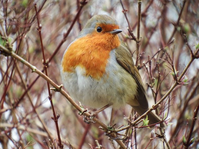 Cute Robin Perched on Bare Branch with Red Chest Feathers - Download Free Stock Photos Pikwizard.com