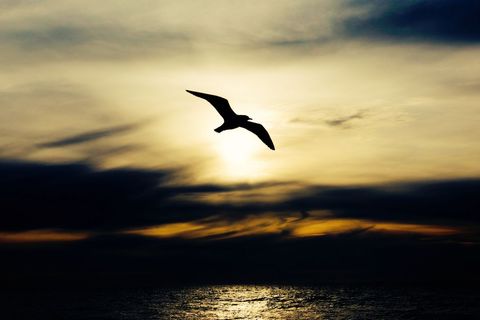 Seagull silhouette soaring at golden sunset over ocean reflecting light and calm waters