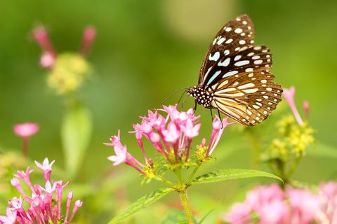 Colorful butterfly on pink flowers in lush garden