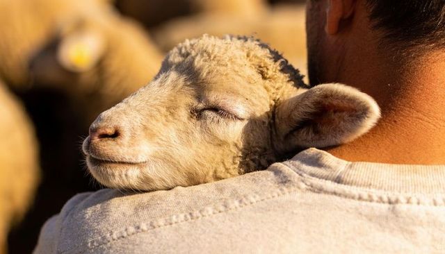 Cradling lamb on shoulder during golden hour shepherd showing tender care fleece detail