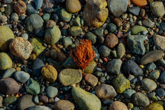 Colorful pebbles and a piece of dried coral on a rocky beach shore creating a natural textured landscape. Ideal for illustrating marine life, coastal environments, nature themes, and beach vacations scenes. Useful in ecological, geological, or coastal tourism websites and print materials.