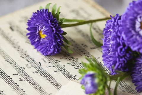 Vibrant purple asters on vintage music sheets