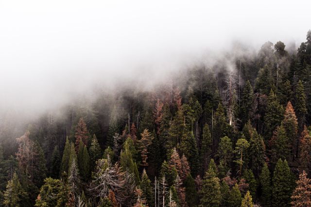 Dense forest covered by morning fog creating a misty and mysterious landscape. Ideal for promoting eco-tourism, natural conservancies, and outdoor adventure activities. Can be used in photo blogs, travel articles, or as background images in presentations about nature and wilderness.