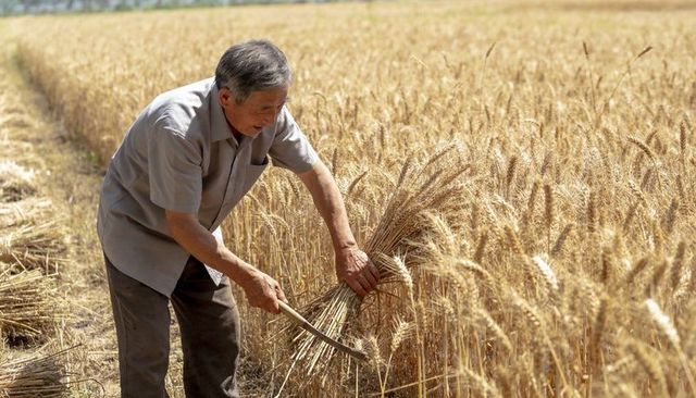 Senior asian farmer harvesting wheat with sickle in golden field, sunlit rural agriculture