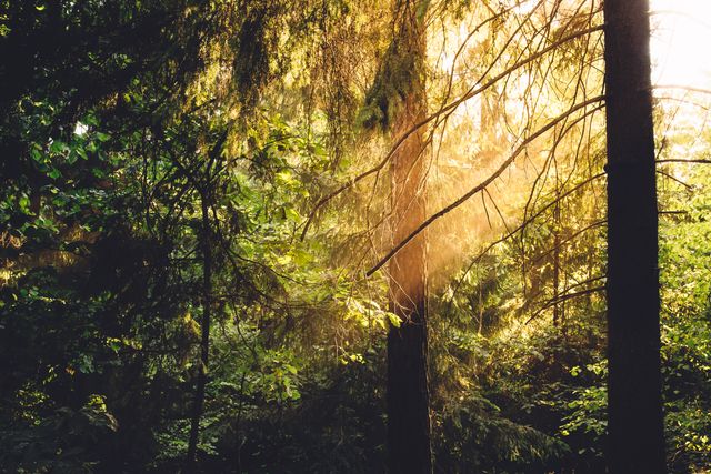 Magical Sunlight Filtering through Forest Trees in Early Morning - Download Free Stock Photos Pikwizard.com