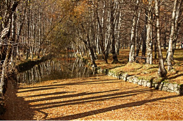 Golden leaves cover a pathway beside a meandering river lined with bare trees in an autumn park. The river reflects the surrounding trees and sky, enhancing the serene and tranquil atmosphere. Ideal for seasonal promotions, nature and travel blogs, or backgrounds for autumn-themed designs.