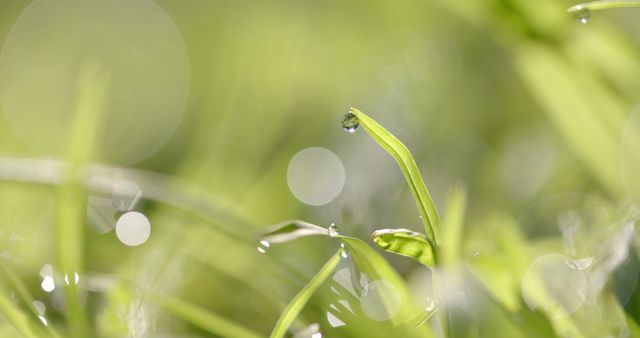 Morning Dew on Fresh Green Grass Blades - Download Free Stock Images Pikwizard.com