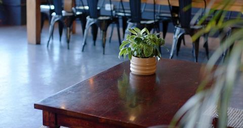 Beige planter sitting on dark wood coffee table with lush green foliage