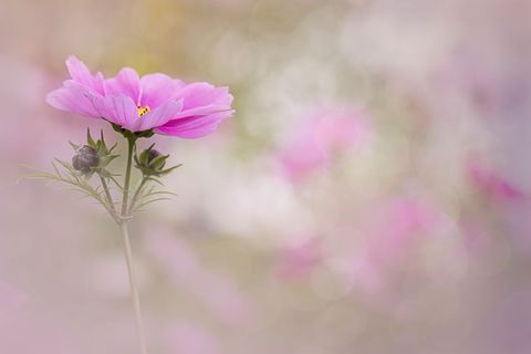 Delicate pink cosmos blooming with dreamy pastel bokeh background for romantic floral