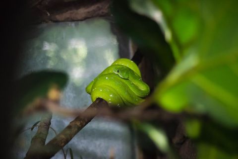 Coiled green tree python resting on rainforest branch with vivid emerald scales