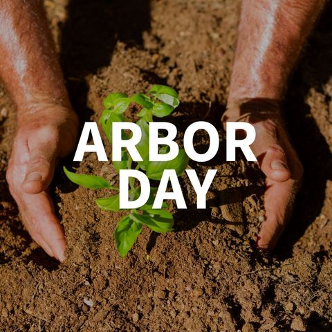 Celebrating Arbor Day with Seedling Planting - Download Free Stock Templates Pikwizard.com