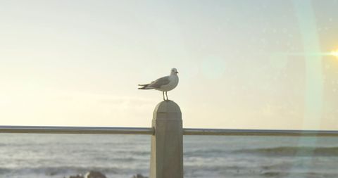 Seagull Perched Peacefully by Ocean with Party Lights - Download Free Stock Images Pikwizard.com