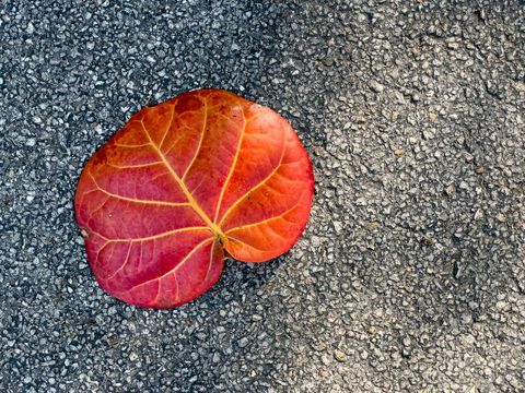 Vibrant red seagrape leaf lying on textured asphalt showcasing golden veins and fall color