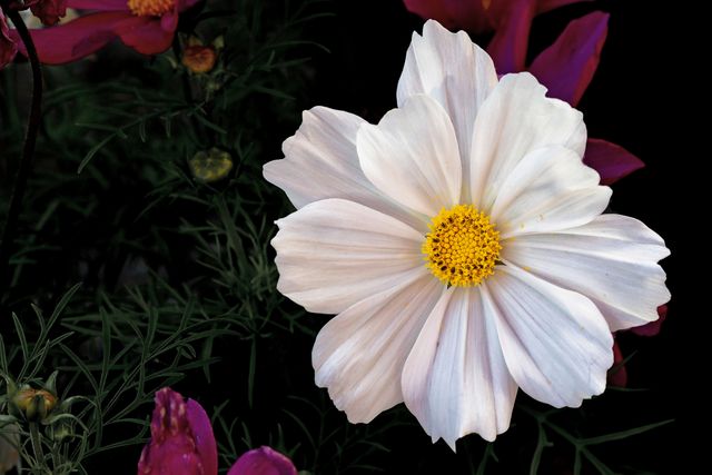 Blooming White Cosmos Flower with Yellow Center in Garden - Download Free Stock Photos Pikwizard.com