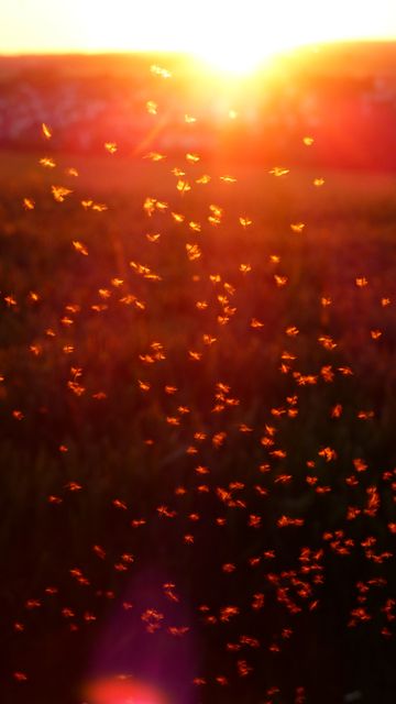 Buzzing insects illuminated by warm sunlight create a magical atmosphere in twilight meadow. Ideal for topics on nature, summer, tranquility, and wildlife. Suitable for use in blogs, nature magazines, lifestyle websites, and environmental campaigns.