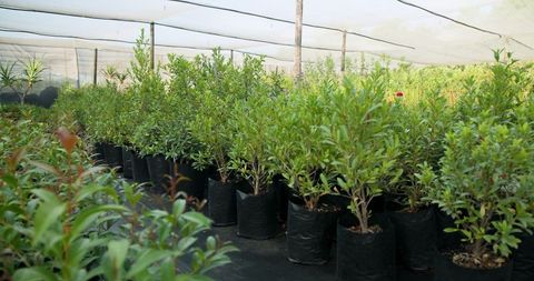 Growing shrubs in sustainable nursery with shade netting and grow bags