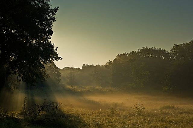 Golden rays of the sunrise break through the dense fog in a tranquil forest scene. Tall trees and a serene meadow combine to create an ethereal and peaceful atmosphere, suitable for background images, nature photography collections, and promotions about tranquility, nature walks, or meditative environments.