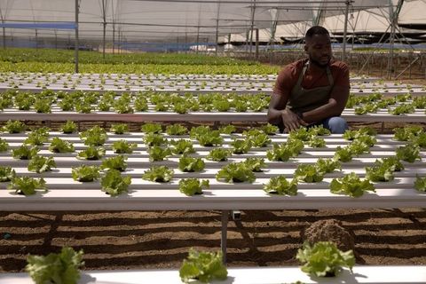 African american grower tending hydroponic lettuce rows in hoophouse greenhouse