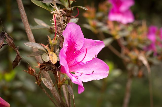 Vibrant Pink Flower Blooming on a Sunny Day - Download Free Stock Photos Pikwizard.com