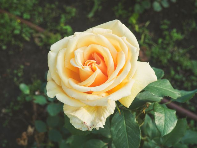 Beautiful Yellow Rose Blooming in Garden - Download Free Stock Photos Pikwizard.com